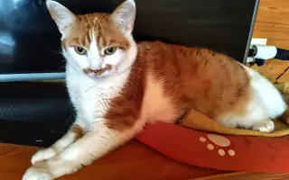 Cipísek, kocouří chlapeček