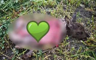 Dron na záchranu srnčat