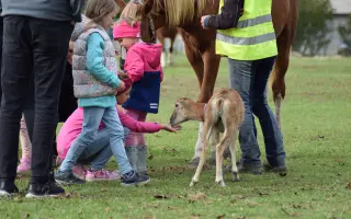My zachraňujeme zvířata, ony mohou pomáhat Vám a Vašim blízkým