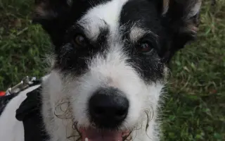 Mobilní domek pro psy