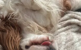 Akutní operace kyčle pro Charlieho: pomozte mu opět běhat bez bolesti