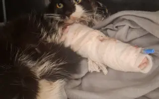 Šance na život pro Ouška a další kočičky z našeho depozita