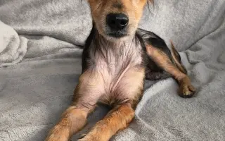 Voříškov přijal 45 nových chlupáčů - pomůžete spolu s námi změnit jejich příběh?