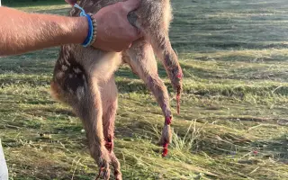 Očima neviditelní - Dronem k záchraně mláďat