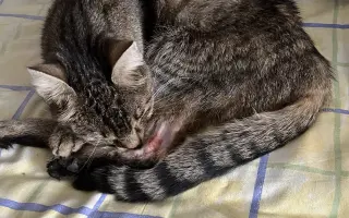 Kocour Riky potřebuje operaci