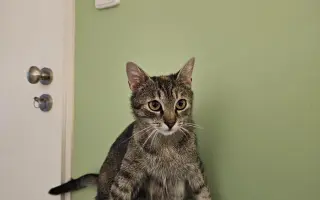 Pomôžte otvoriť neštandardnú veterinu pre túlavé zvieratá v Brne! 🐾💙