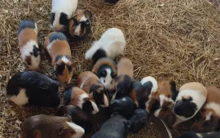 Společně ❤️ pro zvířata i v roce 2026