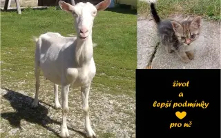 BEZPEČÍ PRO ZVÍŘATA