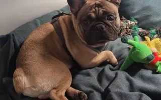 Operace očí a endoskopie pro buldočka Edu