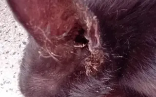 Hluchá kočičí maminka a její oslabená koťátka potřebují vaši pomoc