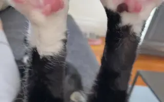 Proměňme společně kočičí svět v lepší místo 🐈
