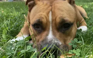 ...aby se Roxy mohla postavit bezbolestně na nohy