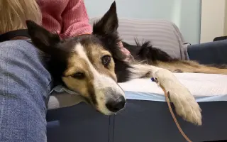 Pomôžme Delonke bojovať ďalej