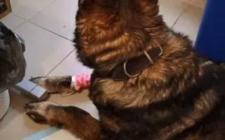 Pomoc Furině v boji s lupusem (SLE)