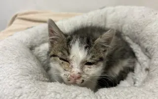 Pomozte nám zachránit 14 koček v ohrožení života!