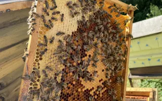 Noc v náruči včel: Postavme Apidomek pro váš dokonalý relax 🐝✨