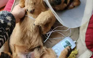 Pomozte nám zachraňovat zvířecí životy  - Zachraňujme se spolkem, z. s.