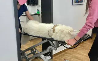 Dvě kolínka pro Oriho. Pomozte Orimu na tlapky