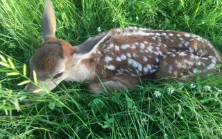 Nebeský štít - oko, které zachraňuje!