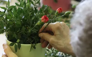 Darujte seniorům květinovou radost o Vánocích