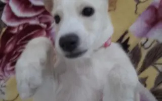 Operace pro naši malou Rexinu