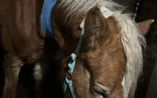 Pomozme Akitě volně dýchat