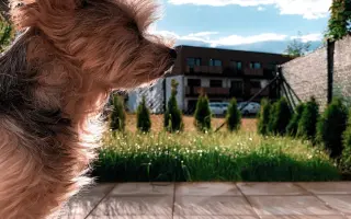 Sofinka - malý pejsek s velkým srdcem bojuje o život