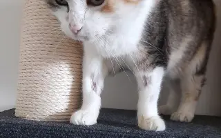 Velké srdce kočičí mámy. Pomozme Mamině s chemoterapií.