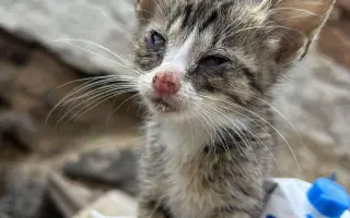 🎄 Rok 2026 pro kočky v Mostě – Pomozte nám ho zvládnout