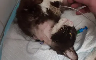 Operace kočičky Páji