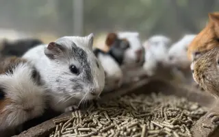 Krmení a seno pro zachráněná zvířata