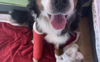 Brdy ji schovaly, lidé ji našli - pomozme fence Týnce uzdravit tlapku 🐾