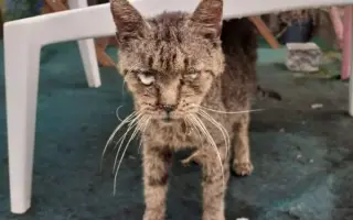 Zachraňme 2 miliony koťat