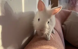 Pomoc pre malého Dupíka