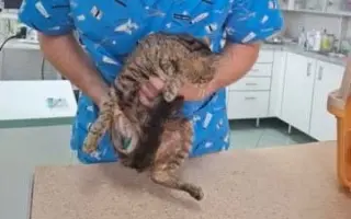 ❣️FUNGOVÁNÍ LIGY NA OCHRANU ZVÍŘAT - VETERINÁRNÍ PÉČE PRO KOČKY V NOUZI⚕️👩‍⚕️