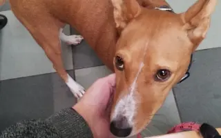 Billinka znovu bojuje o život – pomozte jí ho vyhrát