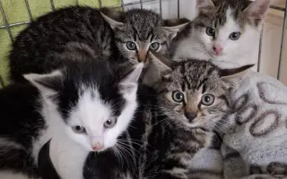 Pomoc pro kočky a koťátka Kočky u Katky