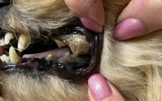 Voříškov prosí o pomoc pro psí útulkáče, poničku Babuňu, kočky a další zvířátka