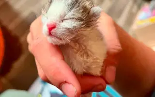 POMOZTE NÁM ZASTAVIT KRUH KOČIČÍHO UTRPENÍ. Víme jak na to, ale bez vás to nezvládneme.
