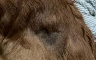 Pomohli jste zachránit Willyho