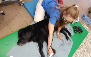 Bezbolestné stáří pro Fiďouška