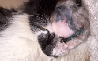 Kočky vrní, faktury křičí. Pomozte MonPet z.s. dál zachraňovat kočičí životy.