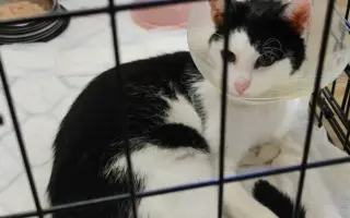 Veterinární pomoc naším svěřencům