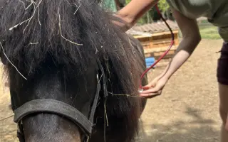 Pomozme třem statečným poníkům ke zdraví, které si sami vyběhat nemohou