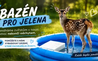 BADY: Bazén pro jelena