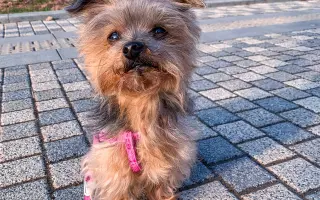 Sofinka - malý pejsek s velkým srdcem bojuje o život