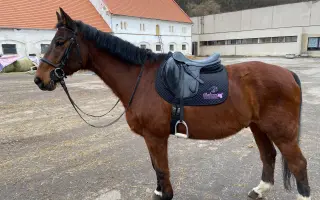 Důstojný život pro naše koňské kamarády