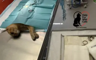 POMOZTE NÁM ZASTAVIT KRUH KOČIČÍHO UTRPENÍ. Víme jak na to, ale bez vás to nezvládneme.