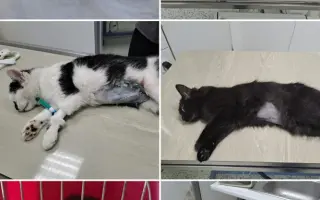 Staňte se nadějí pro kočičky bez domova