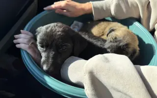 Miska naděje - pro toulavé psy v Arménii